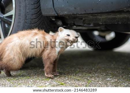 Marten lurking under a car