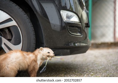 Marten lurks besides a car with cable bitten off