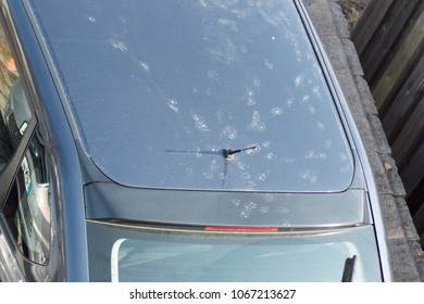 Marten Marks On The Car Roof