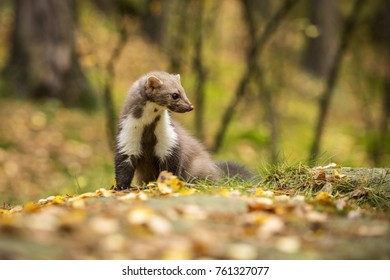 Marten, Martes Foina Into Forest