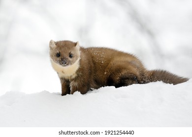 The Marten Is Playing In The Snow On The Roof Of The House.