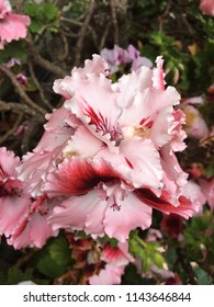 Martha Washington Geranium