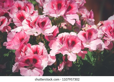 Martha Washington Geraniums