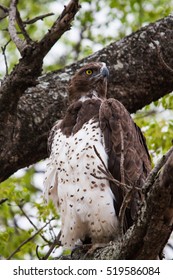 Martial Eagle