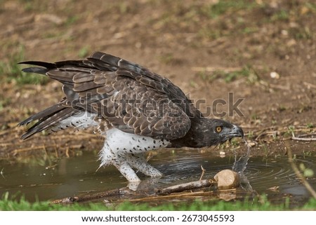 Martial Eagle (Polemaetus bellicosus) drinking from a pool of water in South Luangwa National Park, Zambia