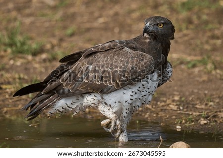 Martial Eagle (Polemaetus bellicosus) drinking from a pool of water in South Luangwa National Park, Zambia