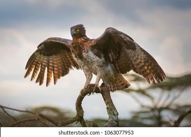 1000 Martial Eagle Stock Images Photos Vectors