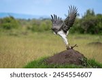 Martial eagle taking off from termite mound