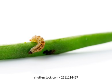 Maruca Vitrata Is A Pantropical Insect Pest Of Leguminous Crops Like Pigeon Pea, French Bean Buncis, Cowpea, Mung Bean, And Soybean. Macro Shoot