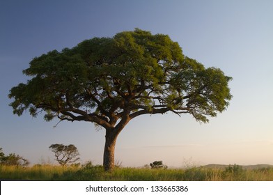 Marula Tree