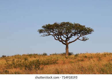 Marula Tree