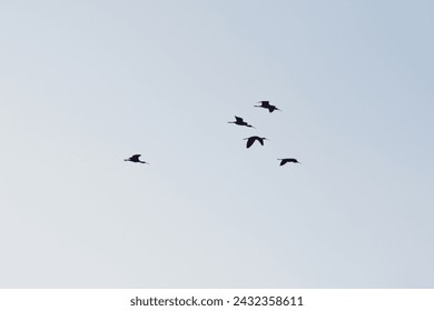 Marvel at birds and crows in flight, painting the sky with their grace. Near peaceful ponds, witness nature's beauty as birds gather by the water, adding serenity to the scene. - Powered by Shutterstock