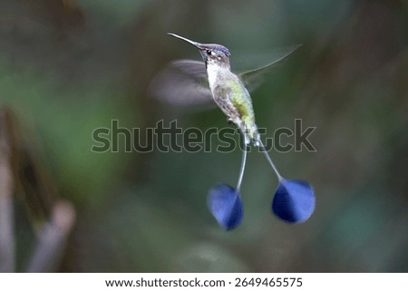 Marvel of the cloud forest: the Marvelous Spatuletail (Loddigesia mirabilis) at Huembo Reserve, Amazonas, Peru — famed for its spectacular tail feathers and delicate beauty.