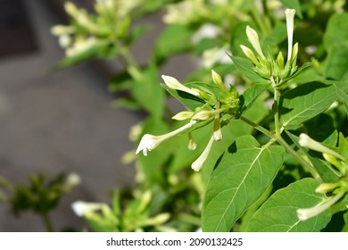 Marvel Of Peru Flower Buds - Latin Name - Mirabilis Jalapa