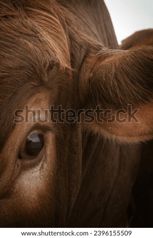 marvelous cow’s eye, innocent eye, determine eye,  true spirit of nature, brown eye beauty, lovely agricultural, animal product, species, livestock, farming