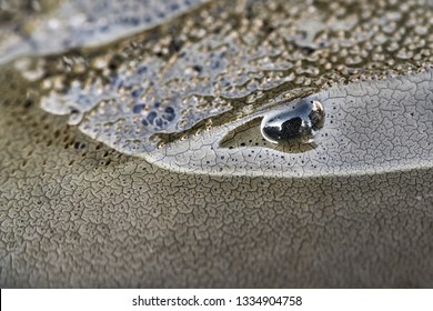 Marvelous Forepart Of The Horseshoe Crab With A Dark Eye. Environment Reflected In Its Wet Shell. Closeup Horizontal Photo.