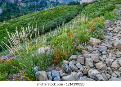 Mary Ellen Gulch In American Fork Canyon