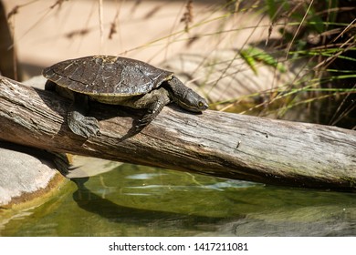 Mary River Turtle Amongst Nature During The Day