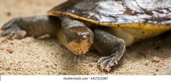 Mary River Turtle Amongst Nature During The Day