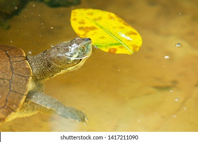 Mary River Turtle Amongst Nature During The Day