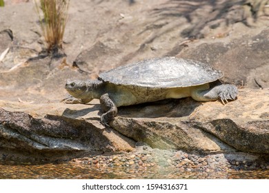 Mary River Turtle Basking On Rock