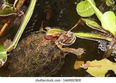 Mary River Turtle Elusor Macrurus Which Stock Photo 1469007809 ...