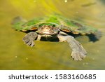 Mary River Turtle swimming in the pond during the day