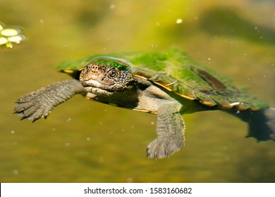 Mary River Turtle Swimming In The Pond During The Day