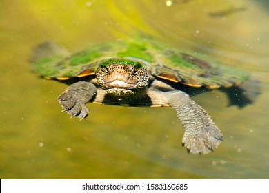 Mary River Turtle Swimming In The Pond During The Day