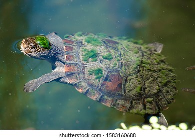 Mary River Turtle Swimming In The Pond During The Day