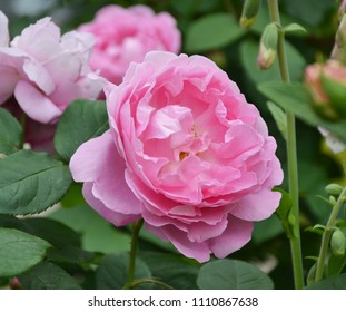 Mary Rose Pink English Rose In Garden