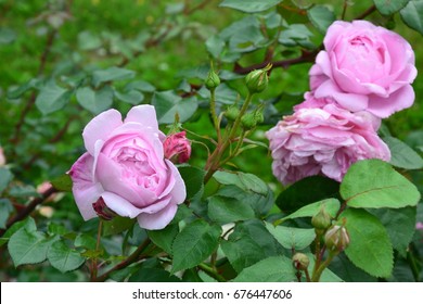 Mary Rose Pink Rose Shrub In The Garden