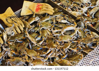 Maryland Blue Crab