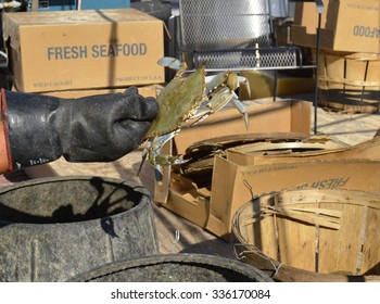 Maryland Blue Crabs Fresh From The Bay