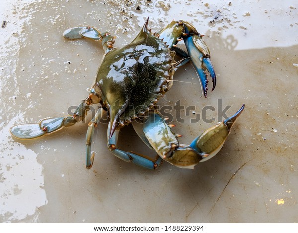 maryland blue crab season 2019 dredge report