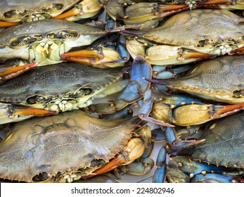Maryland Blue Crabs Waiting At Seafood Market.