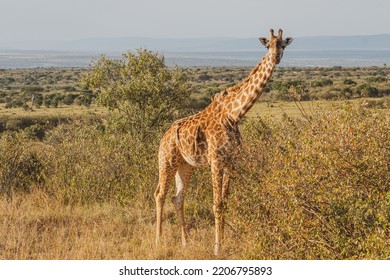 Masai Giraffe In The African Wild