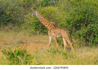 Masai Giraffe In The African Wild