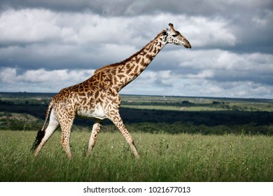 Masai Giraffe (Giraffa Tippelskirchi)