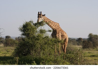 The Masai Giraffe (Giraffa Tippelskirchi) In Kenya