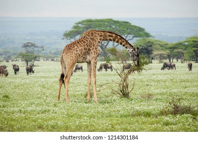 Masai Giraffe (Giraffa Tippelskirchi), Serengeti, Tanzania