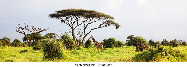 Masai Giraffe, Massai-Giraffe in Amboseli National Park, Kenya, Africa - Shutterstock ID 1829044862