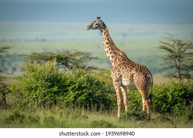 Masai giraffe stands by bushes in sunshine - Powered by Shutterstock