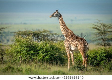 Masai giraffe stands by bushes in sunshine