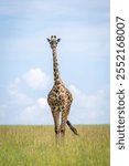 Masai giraffe stands watching camera on grassland