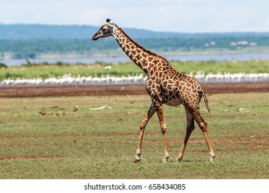 A Masai Giraffe In The Wild