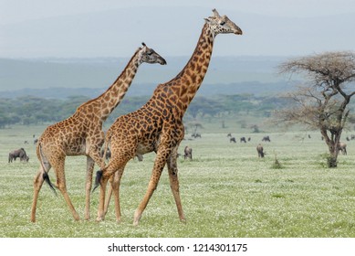 Masai Giraffes (Giraffa Tippelskirchi), Serengeti, Tanzania