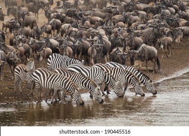 Masai Mara great Migration - Shutterstock ID 190445516