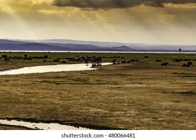 Masai Mara in Kenya