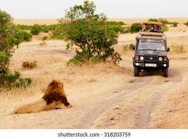 Masai Mara, Kenya - February 13, 2012 : Tourists In A Safari Jeep Shooting One Male Lion Lying Near The Road